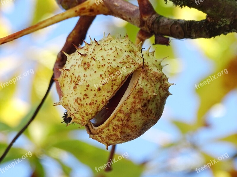 Chestnut Chestnut Tree Chestnut Fruit Open Tree