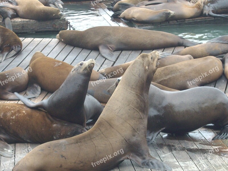 Seals Walruses Bay San Francisco