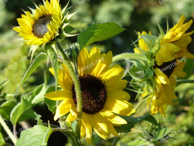 Sunflower Sunflowers Sunflower Seeds Sunflower Oil Summer