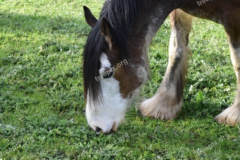 Horse Grazing Horse Head Equine Countryside