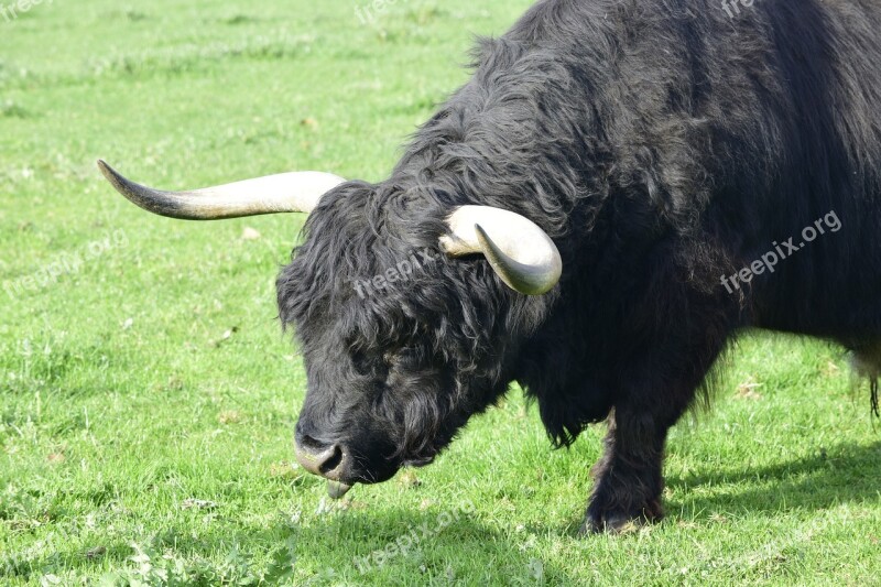 Cow Black Cow Horns Animal Cattle