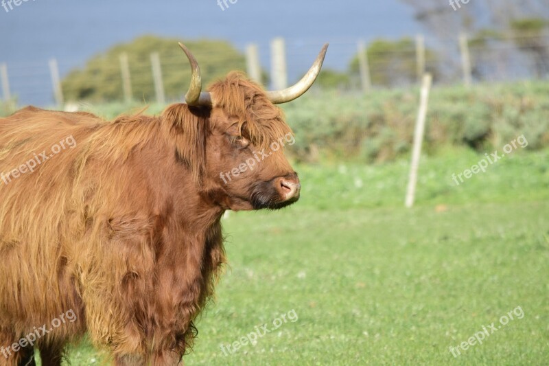 Highland Cow Cow Brown Cow Horns Animal