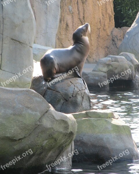 Sea ​​lion Posing Marine Rock Water