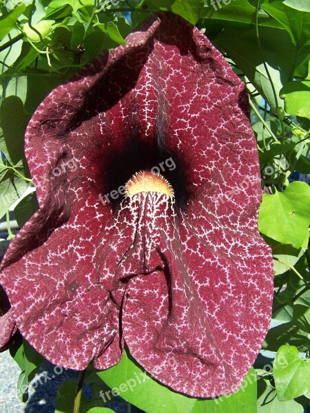 Aristolochia Gigantea Creeper Purple Stripes Tropicale