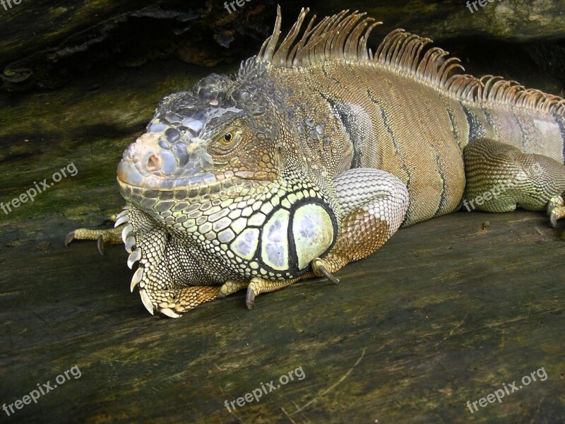 Green Iguana Lizard Iguana Lies Reptile