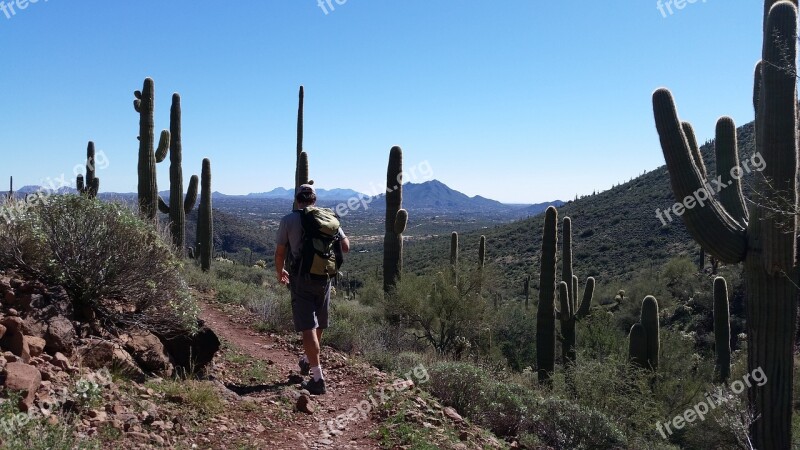 Saguaro Cactus Cacti Hiking Arizona Desert