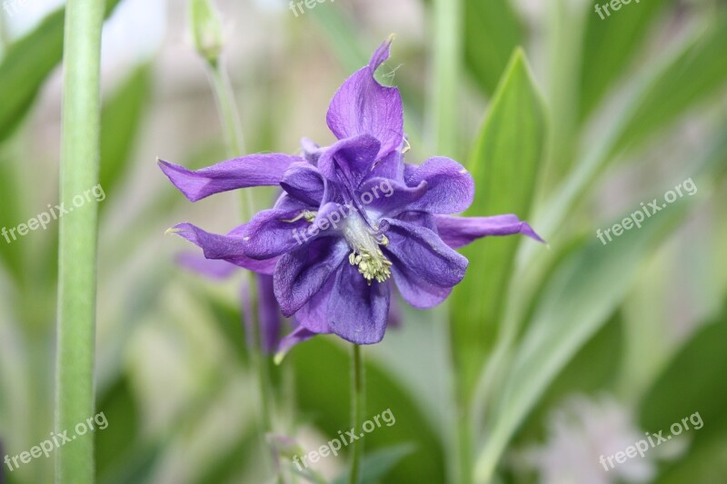 Flower Summer Heat Greens Iris