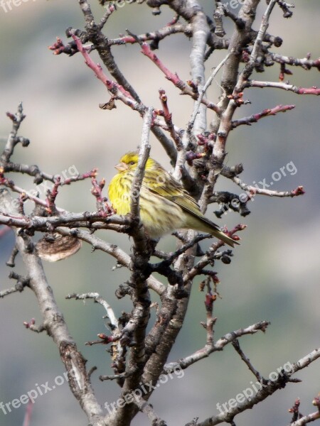 Serinus Serinus European Serin It Gafarró Bird Branches