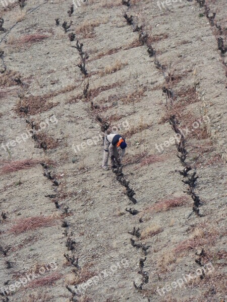 Vineyard Pruning Priorat Llicorella Slate