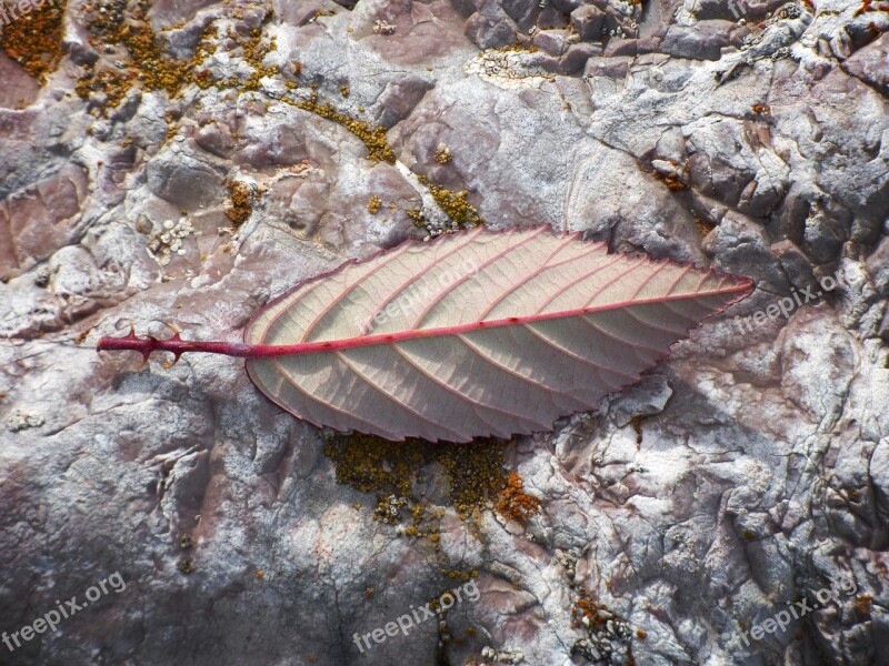 Leaf Reverse Detail Blackberry Thorns