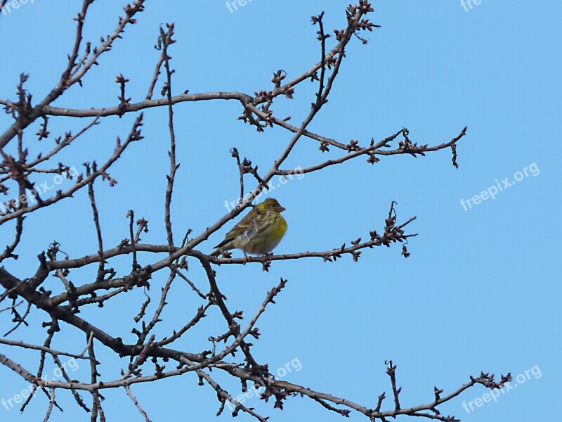 Serinus Serinus European Serin It Gafarró Bird Branches