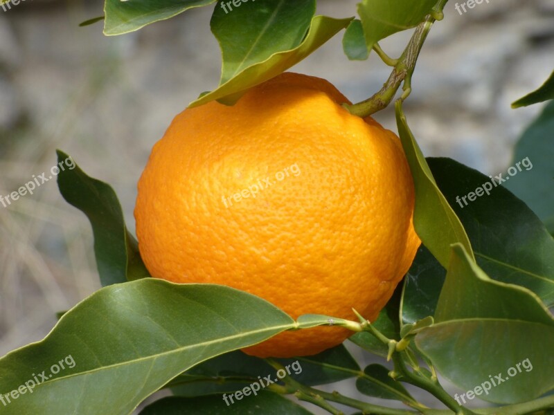 Orange Naranjo Tree Citric Free Photos