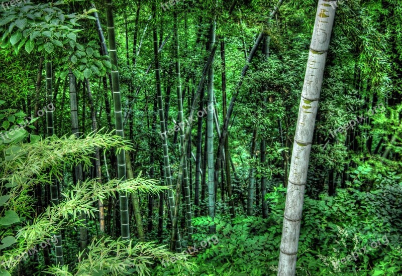 Bamboo Vegetation Green Free Photos