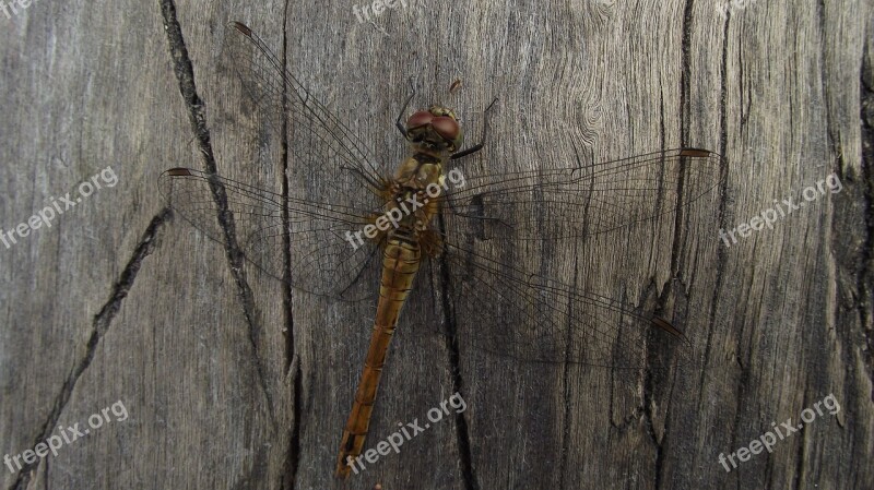 Dragonfly Ważka Summer Bugs Nature