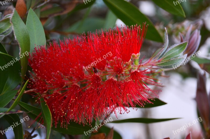 Flower Bottlebrush Red Flower Nature Flora