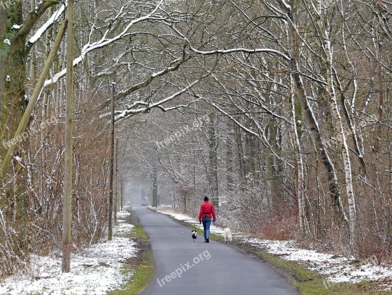 Winter Forest New Zealand Dirt Track Gassi Go Dogs