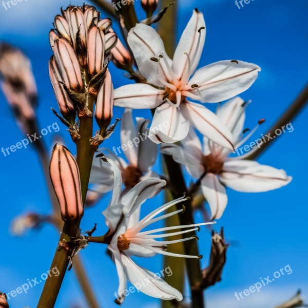 Flowers Blossom Buds Stamens White Petals