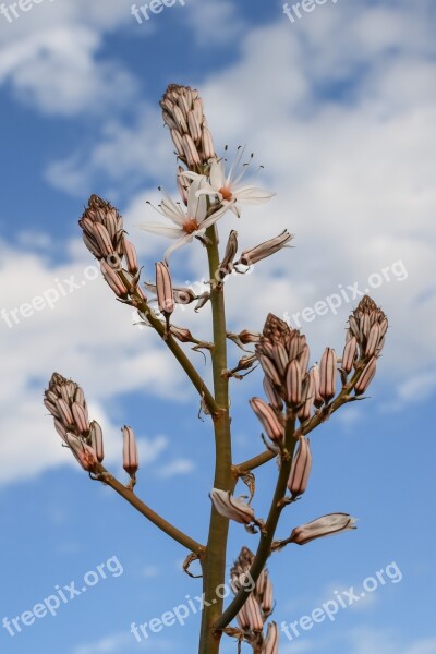 Flowers Blossom Buds Stamens White Petals