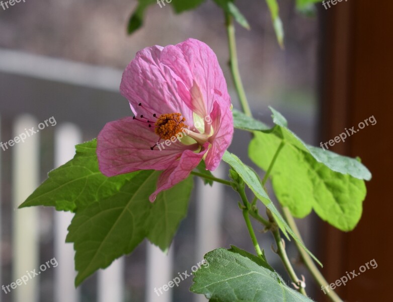 Flowering Maple Container Plant Garden Deck Pink