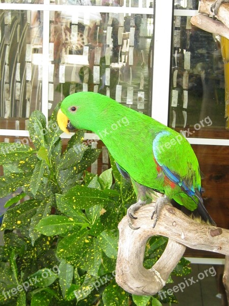 Wild Bird Clipped Wings Green Small Outside Store