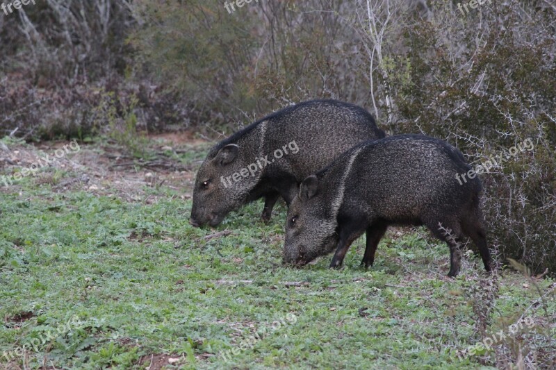 Wild Boars Texas Black Free Photos