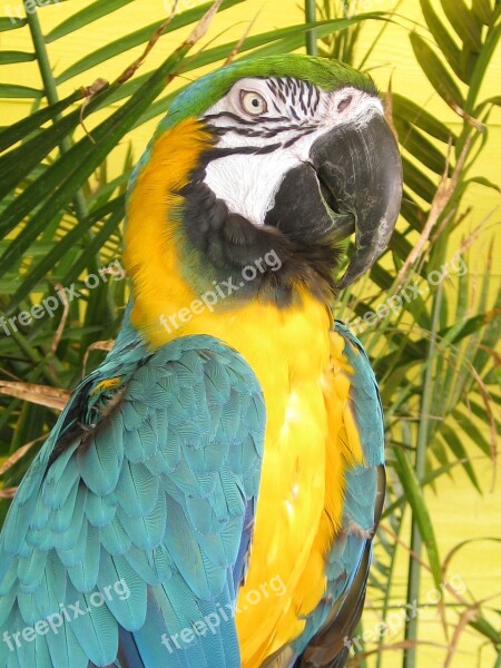 Big Bird Pet Exotic Tri-colored Blue