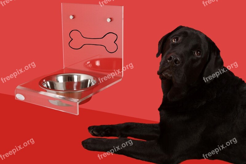 Dog Bowl Dog Labrador Bowl Dogbar