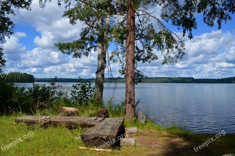 Lake Beach Finnish Summer Tree