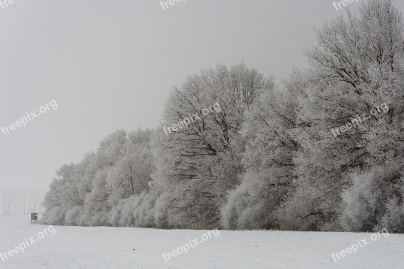 Winter Forest Wintry Winter Trees Tree