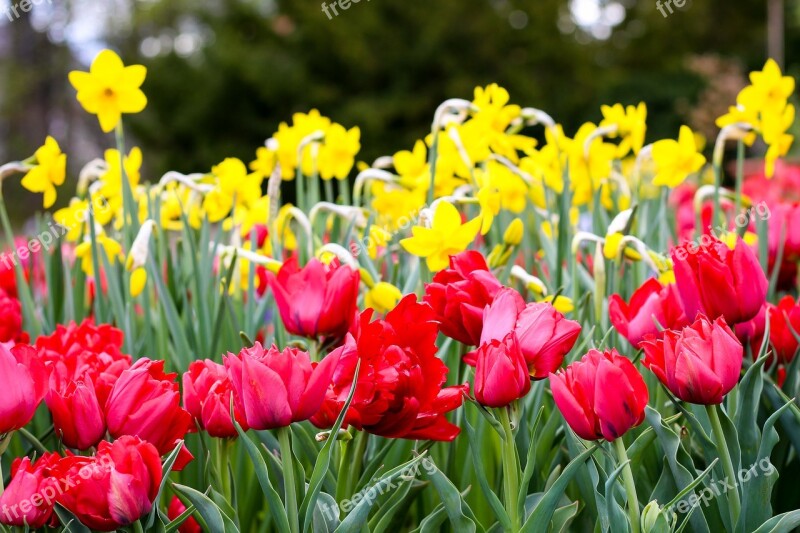 Field Of Flowers Tulips Red Tulip Field Tulpenbluete