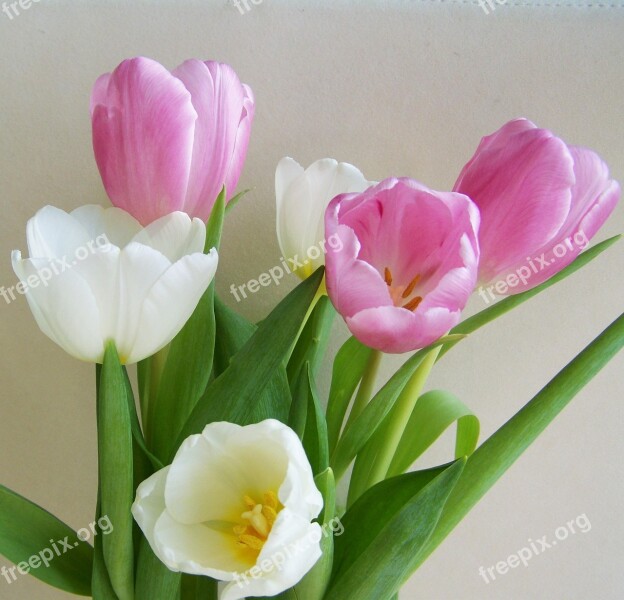 Tulip Bouquet Pinkish-white Cut Flower Free Photos