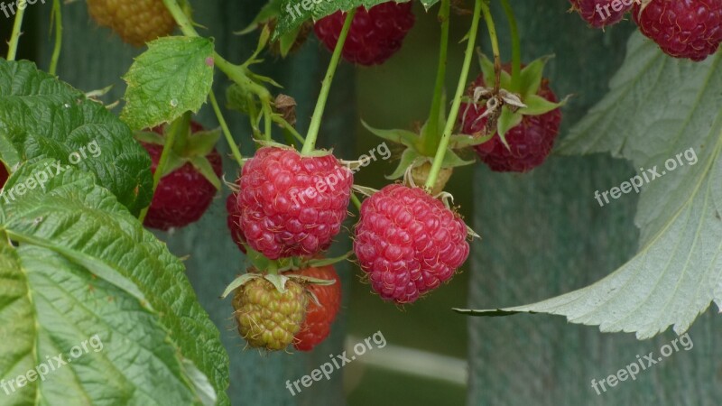 Raspberry Garden Berry Free Photos