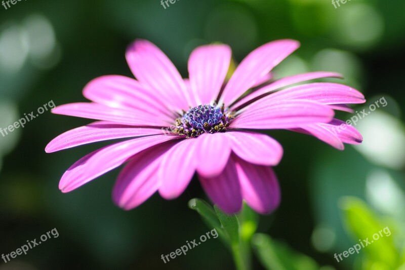 Flower Macro Stamen Pistil Depth Of Field