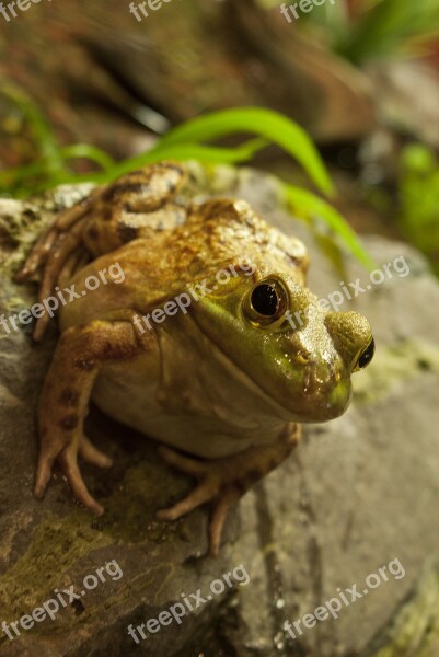 Fat Frog Fat Frog Toad Cute