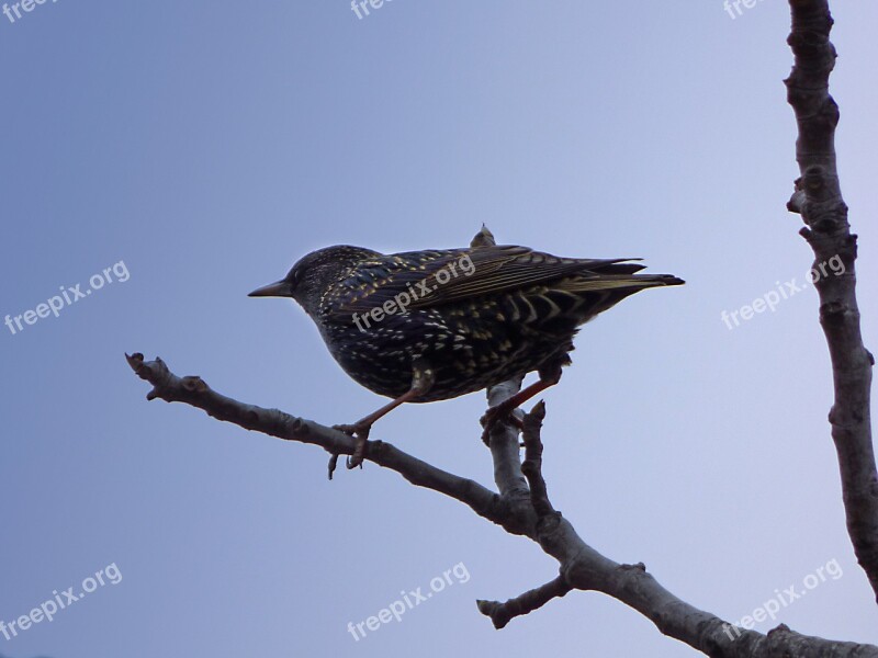 Starling Branch Lookout Bird Winter