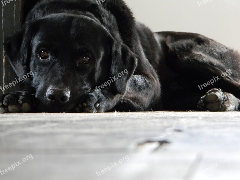 Dog Black Labrador Animal Domestic Animals Free Photos