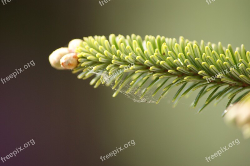 Pine Green Evergreen Tree Branch