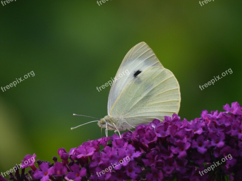 White Butterfly Buddleia Butterfly Summer Insect