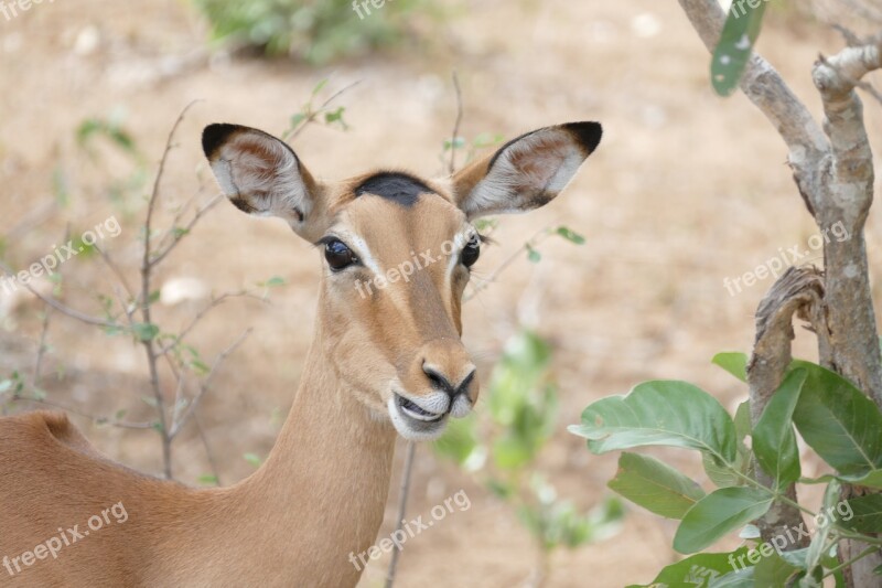 Wildlife Impala Animal Wild Antelope