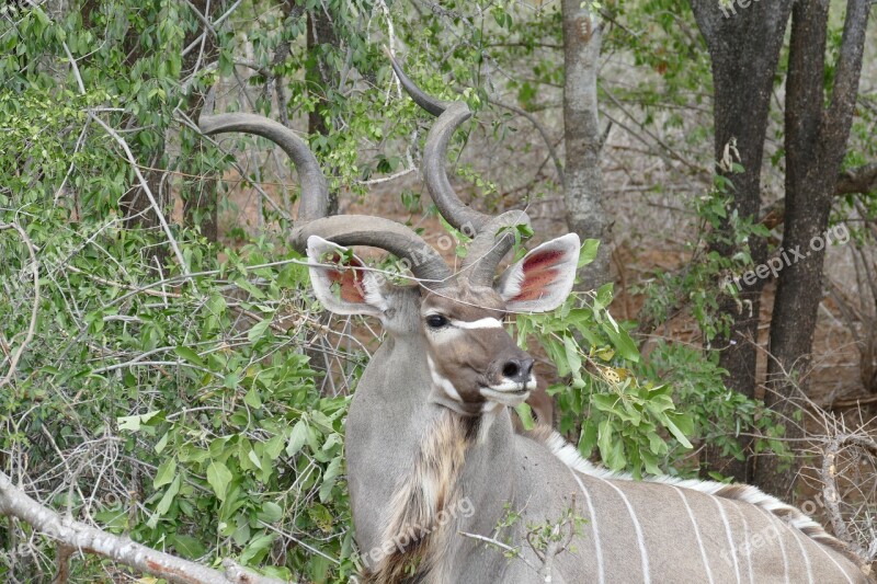 Wildlife Kudu Animal Wild Antelope