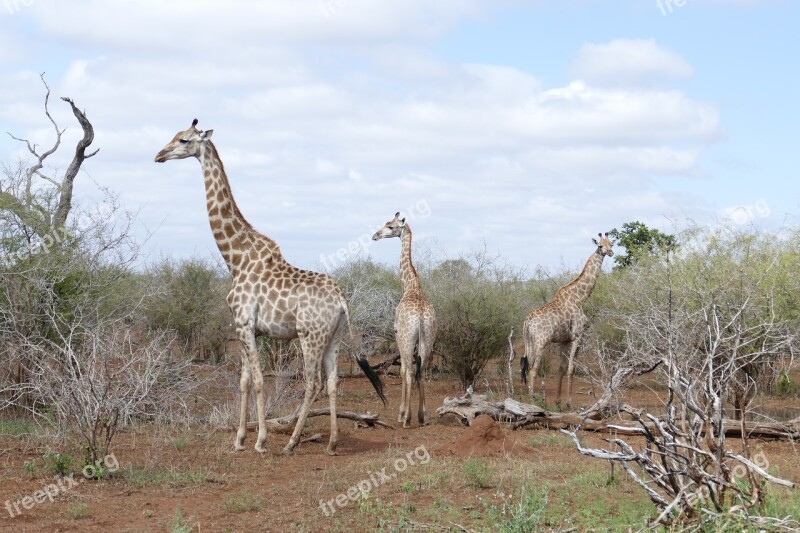 Wildlife Giraffe Animal Wild Kruger