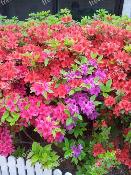 Azalea Flowers Spring Nature Pink Flower