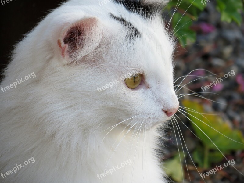 Cat Domestic Cat Fur Portrait View