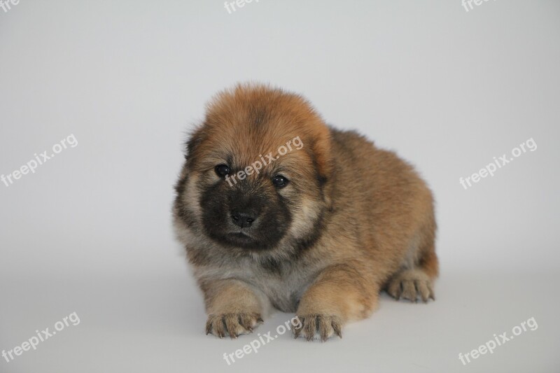 Eurasier Puppy Dog Animal Photo Pet Cute