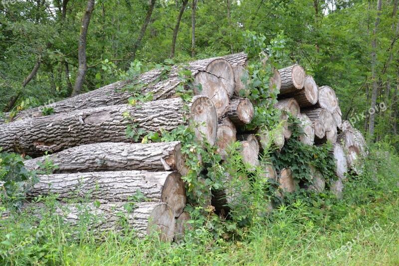 Wood Forest Nature Log Trees