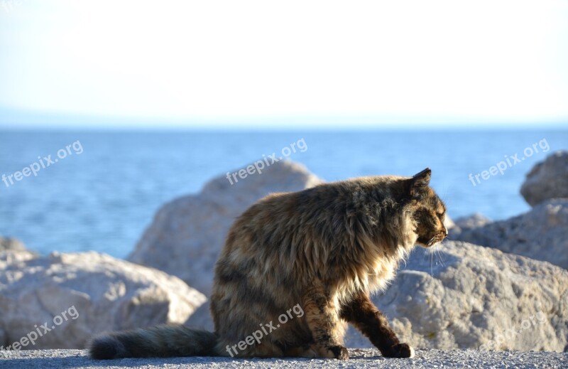 Cat Strays Tortoise Shell Sea Sun