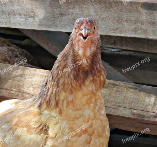 Birds Cock Chicken Rural Poultry