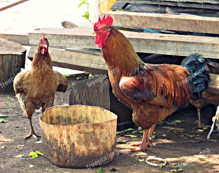 Birds Cock Chicken Farm Poultry