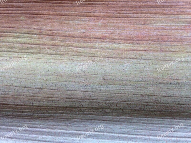 Dry Palm Frond Natural Colour Tropical Colours Free Photos