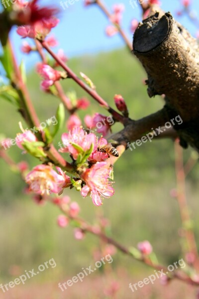 Bee Blossom Bloom Peach Spring